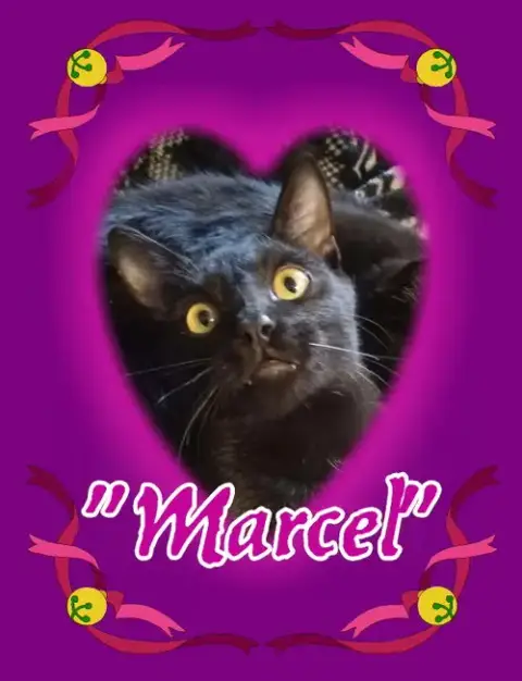 Marcel photo 2