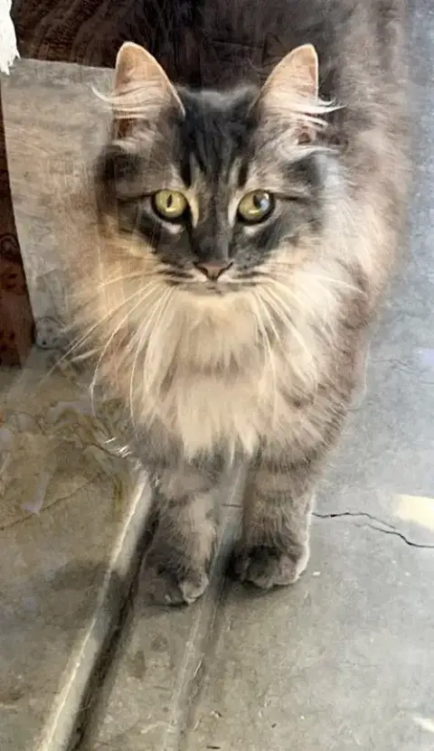 Penny