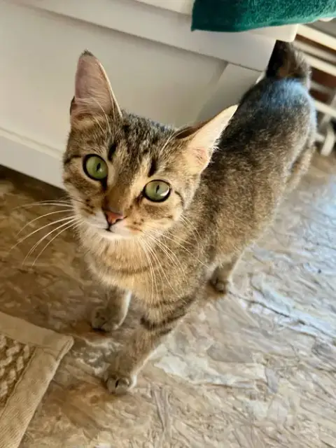 Dora photo 4