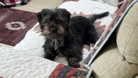 Pippin