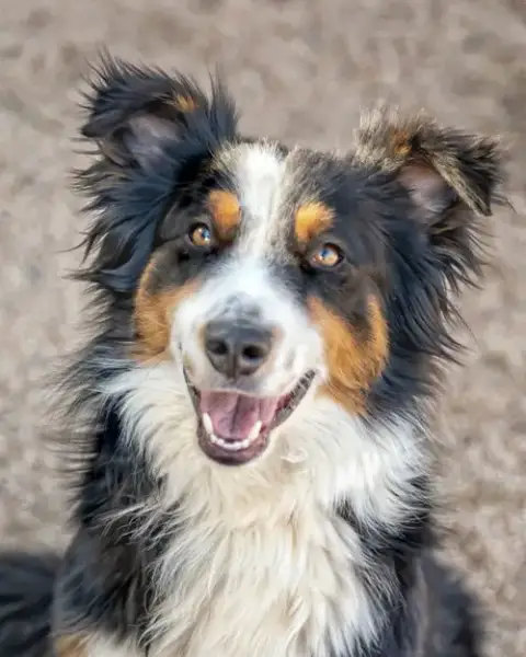 Troy **Pending Adoption** photo 4