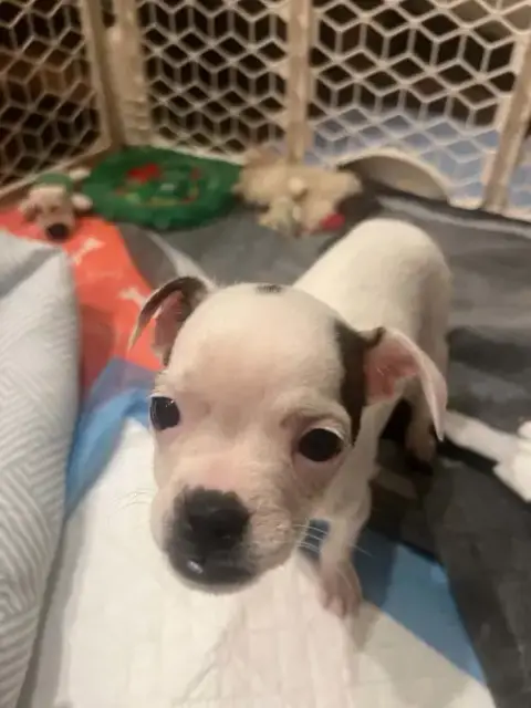 Sweet Treat Pups photo 5