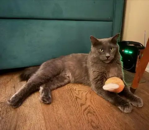 Neko photo 2