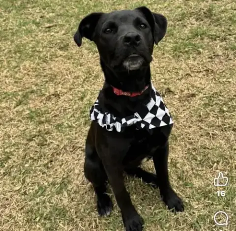 Buddy photo 2