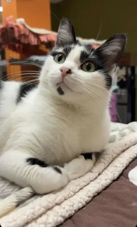Patches