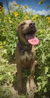 Love Bug- Puppy #3