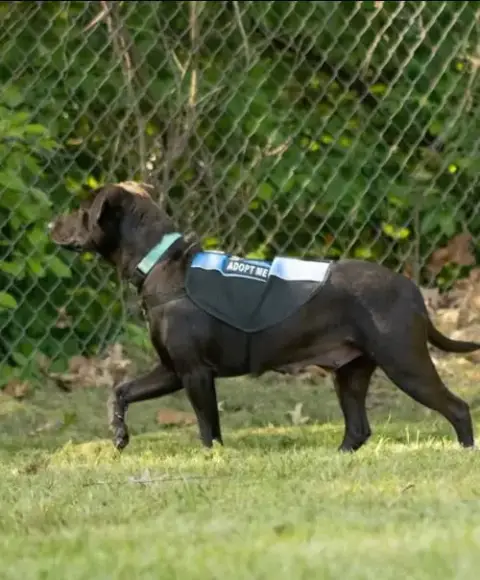 Pepper: Not At Shelter photo 4