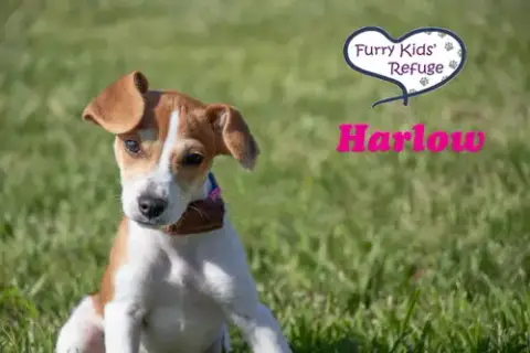 Harlow
