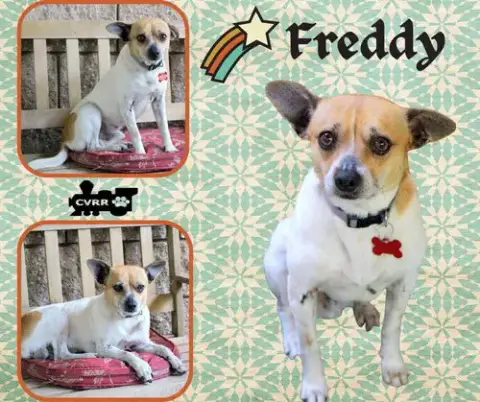 Freddy