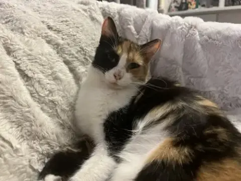 Mittsie photo 2