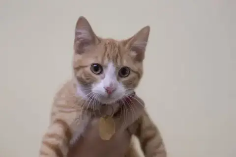 Gouda