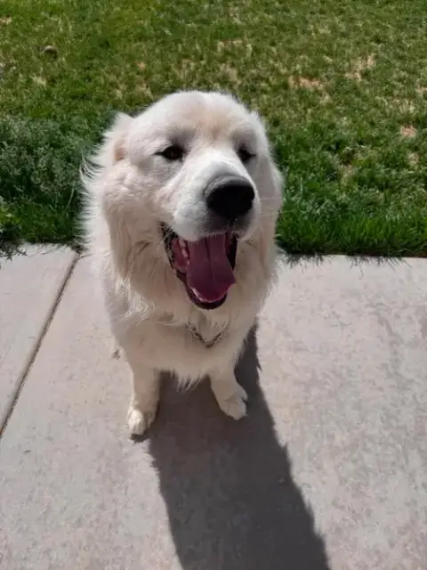 Oso photo 4