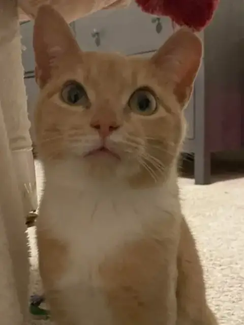 Mochi photo 4
