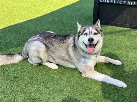 Sheena