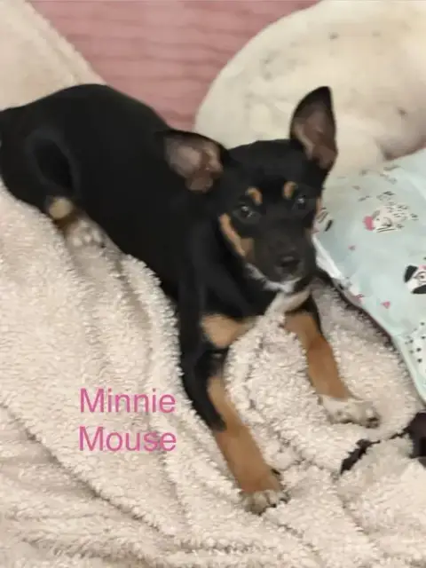 Minnie Mouse