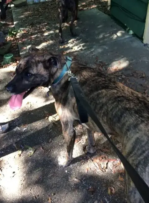 Lola *Urgent Foster Needed Too! photo 4
