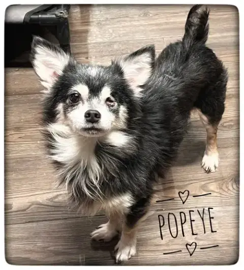 Popeye photo 2