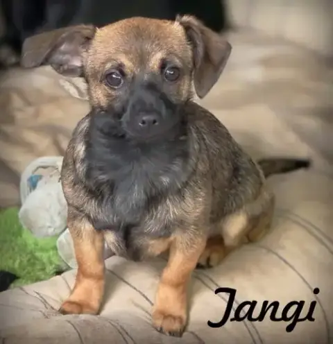 Tangi photo 4