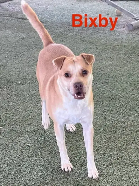 Bixby
