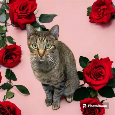 Poppy Lloyd photo 2