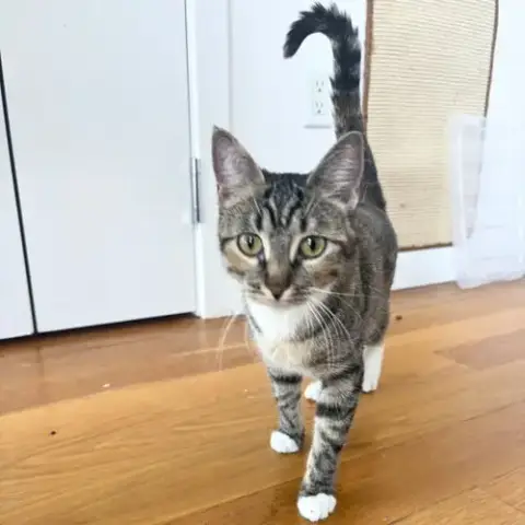 Delgato photo 5