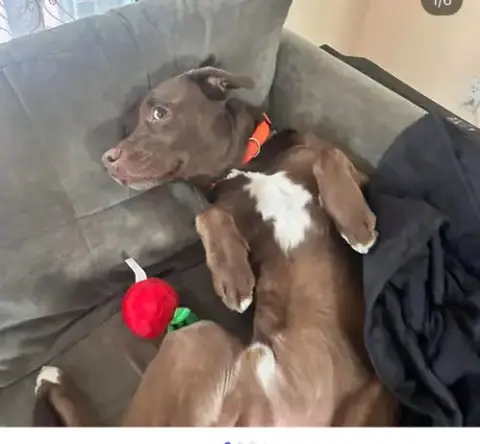 Choco *Courtesy Post*