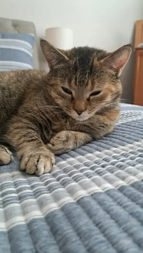 Cat photo 3