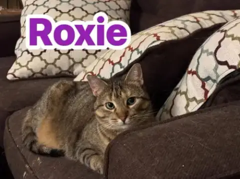 Roxie photo 4