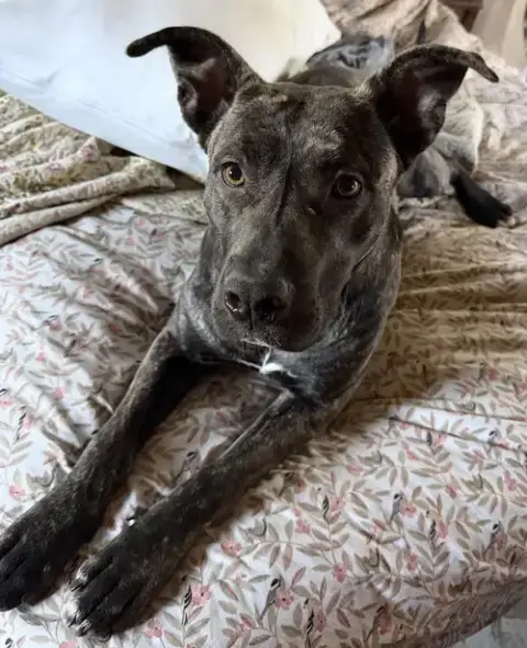 Delta
