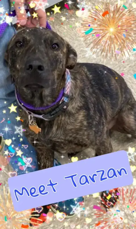 Tarzan