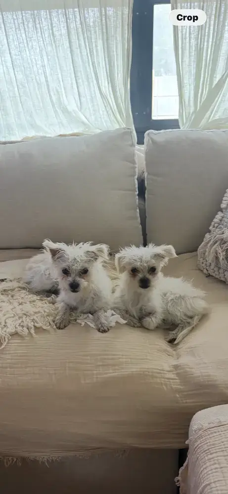 Cha Cha & Churro photo 3