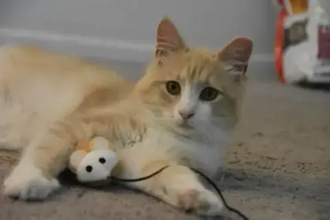 Gus photo 3