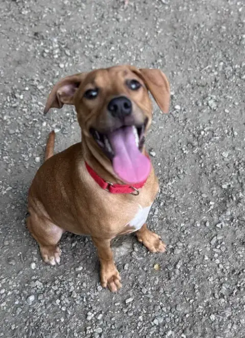 Cinnamon