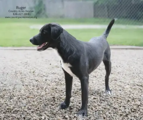 Ruger