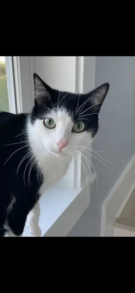 Oreo