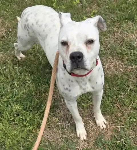 Luna: Not At Shelter