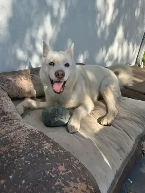 Stella photo 3