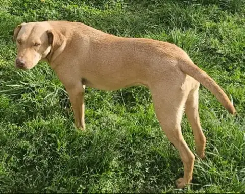 Woody photo 3