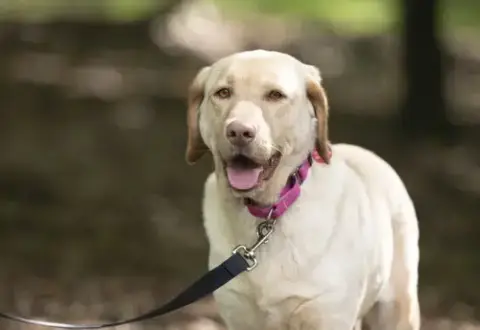 Rosie