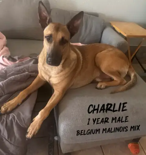 Charly – 1 Year
