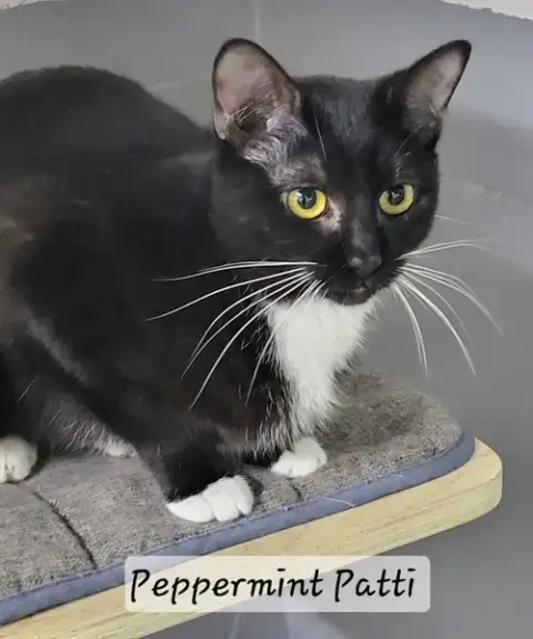 Peppermint Patti