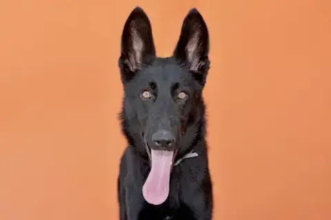 Azula