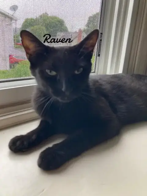 Raven