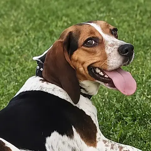 Bebe