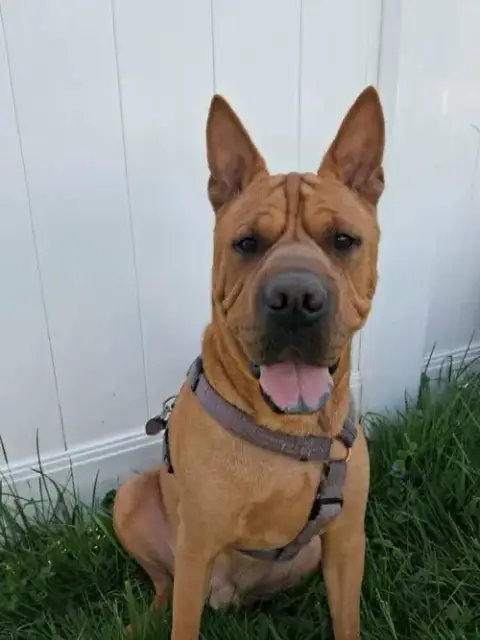Bebe