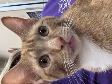 Ronald Meowsley photo 4