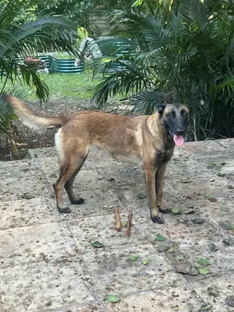 Bolt photo 4