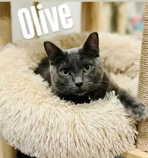 Olive photo 3