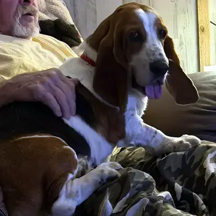 Dixie photo 2