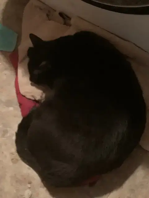 Bob